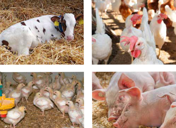 stallhygiene-tiergesundheit BoToSiL Ton-Silikatmehl für Tiere im Stall